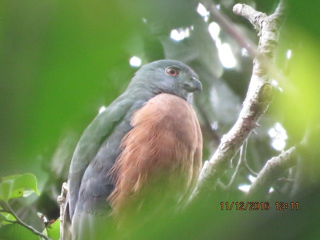 Double-toothed Kite - ML350140511