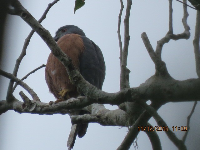 Double-toothed Kite - ML350140521