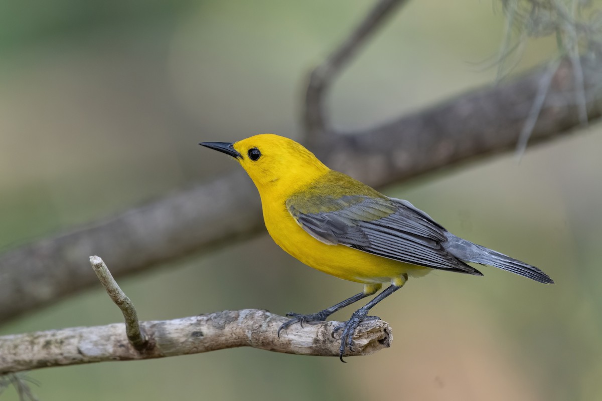 Prothonotary Warbler - ML350144021
