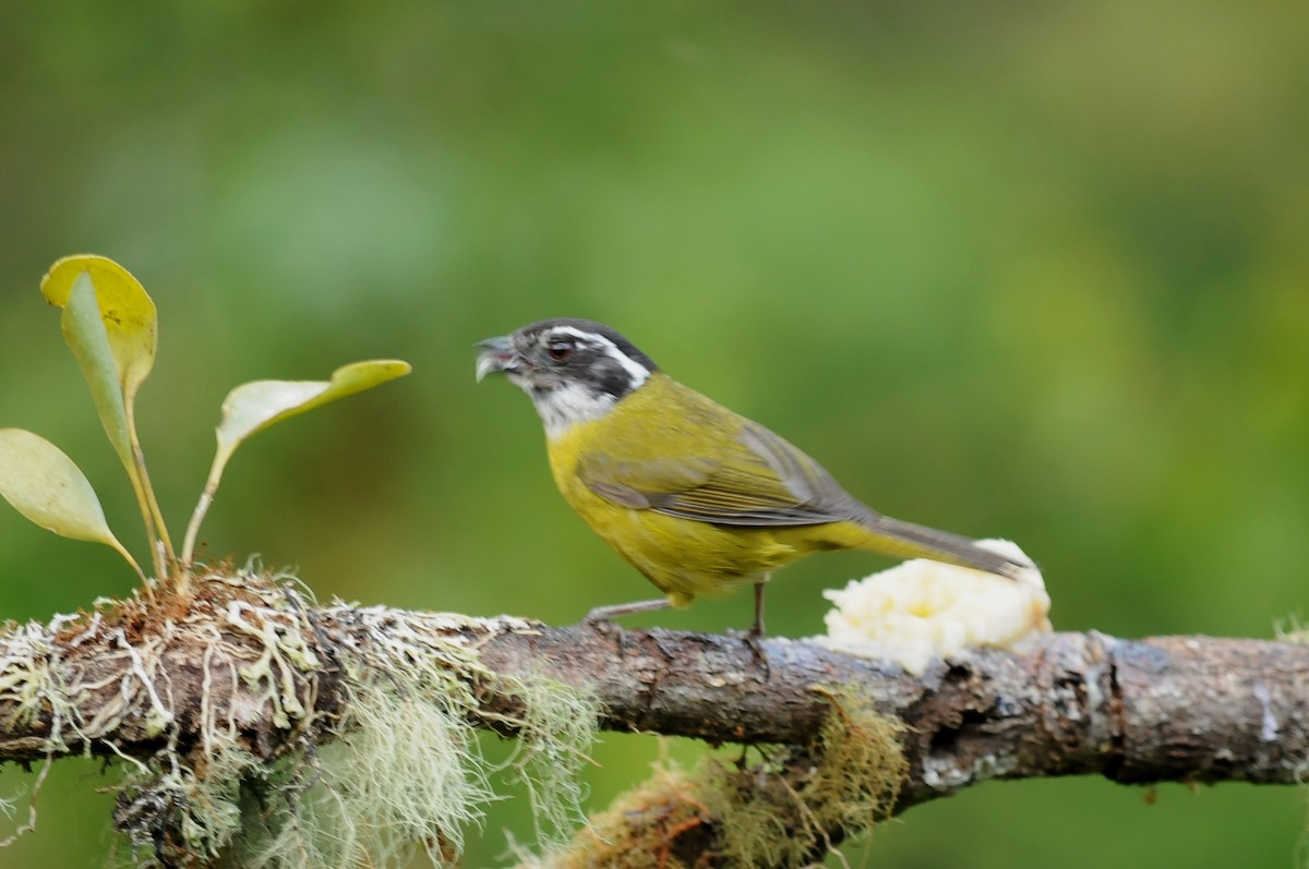 Sooty-capped Chlorospingus - ML35014431