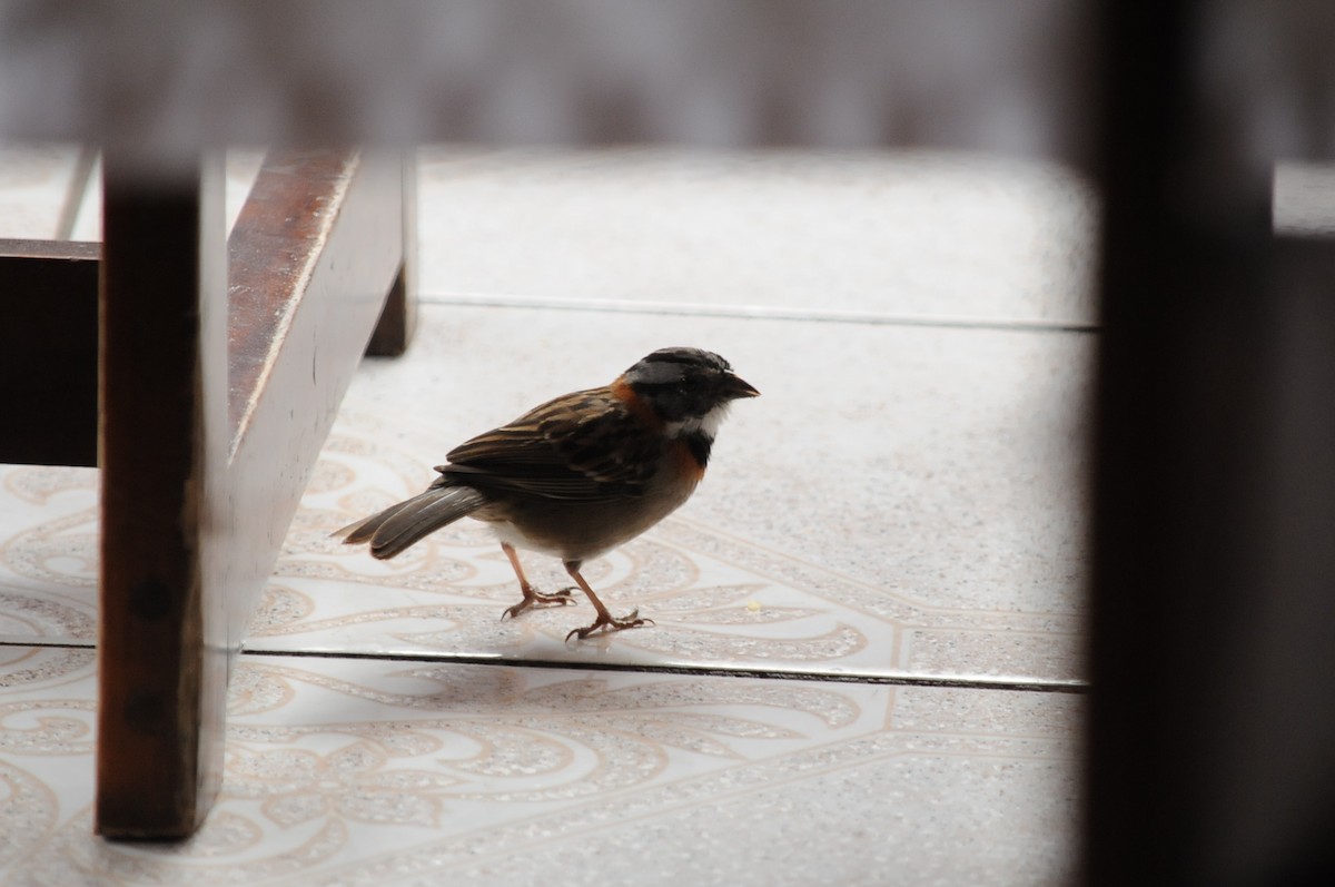 Rufous-collared Sparrow - ML35014501