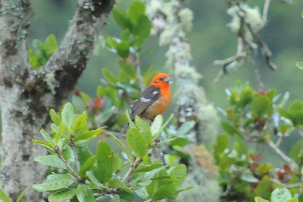 Flame-colored Tanager - ML35014651