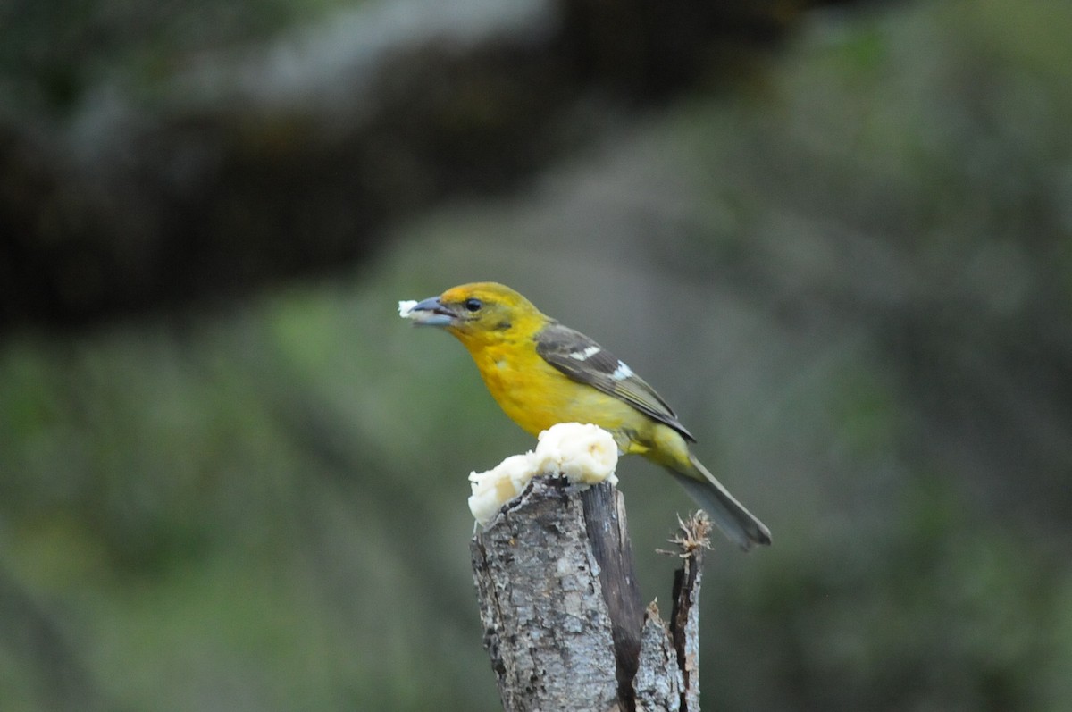 Flame-colored Tanager - ML35014661