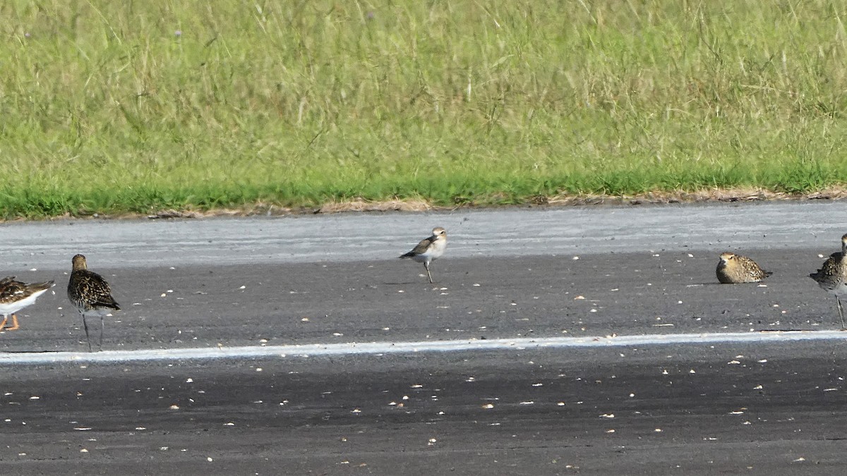 Double-banded Plover - ML350148781