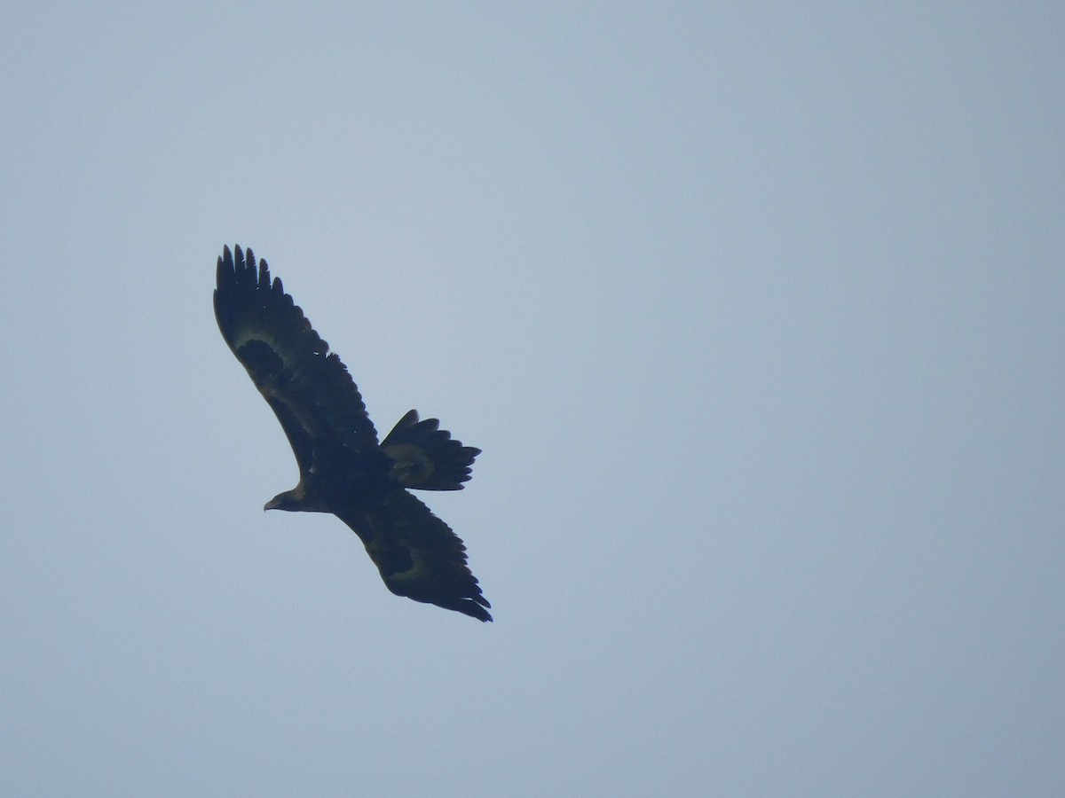 Wedge-tailed Eagle - ML350148981