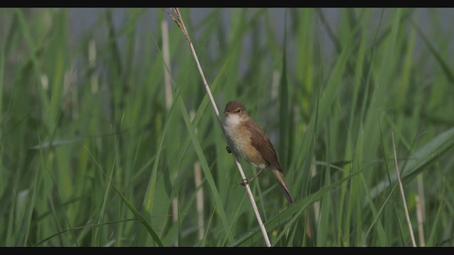 Common Reed Warbler - ML350153361