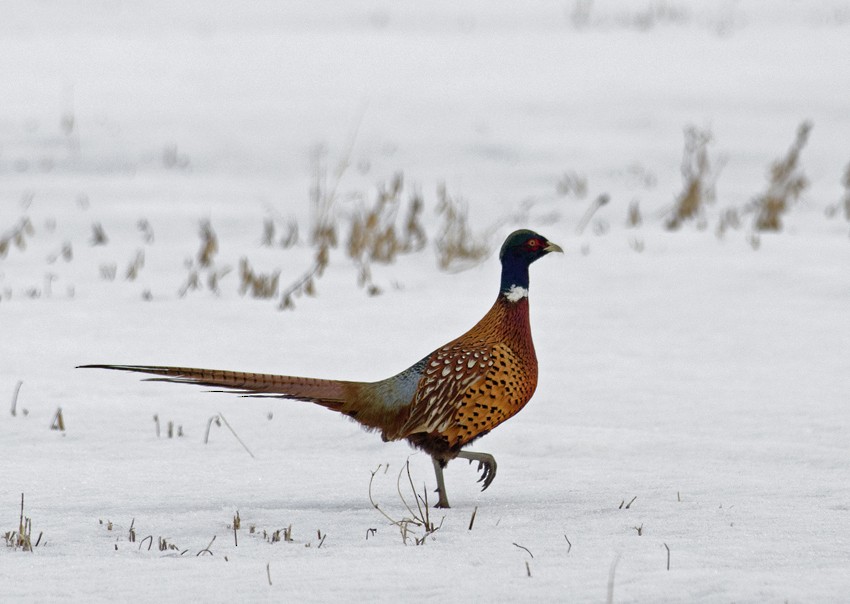 Ring-necked Pheasant - Joshua Vandermeulen