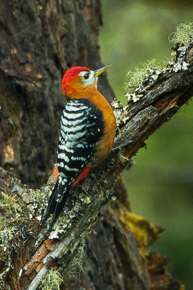 Rufous-bellied Woodpecker - Francesco Veronesi