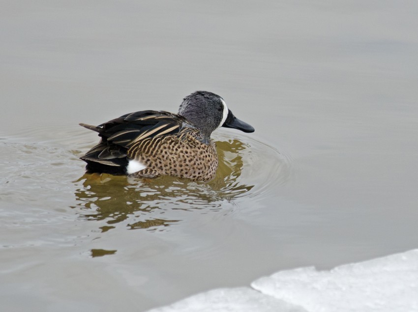 Blue-winged Teal - ML35015841
