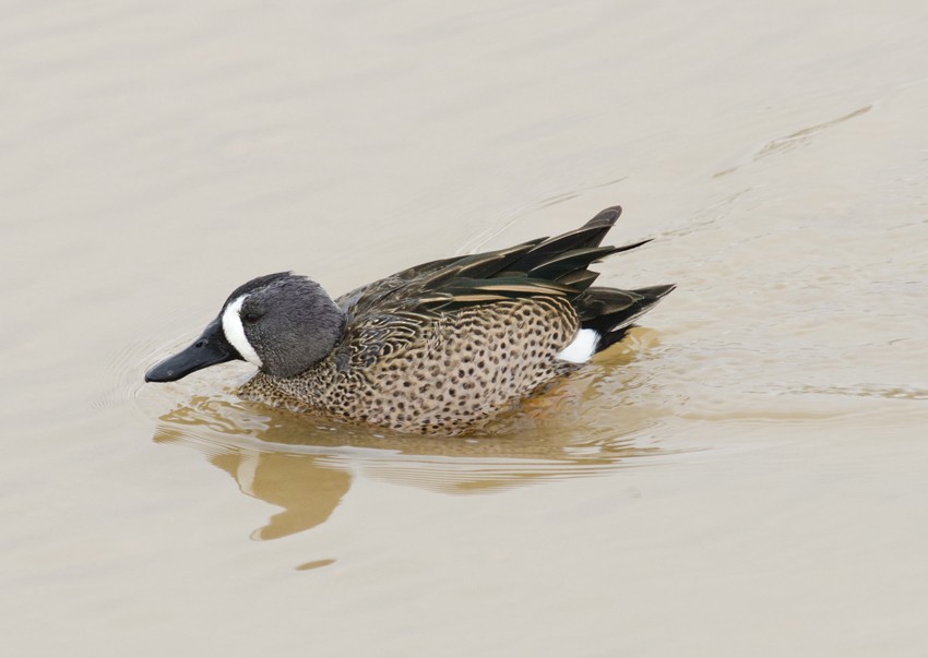 Blue-winged Teal - ML35015851