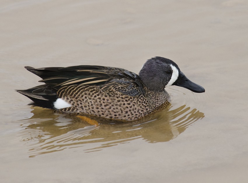Blue-winged Teal - ML35015871
