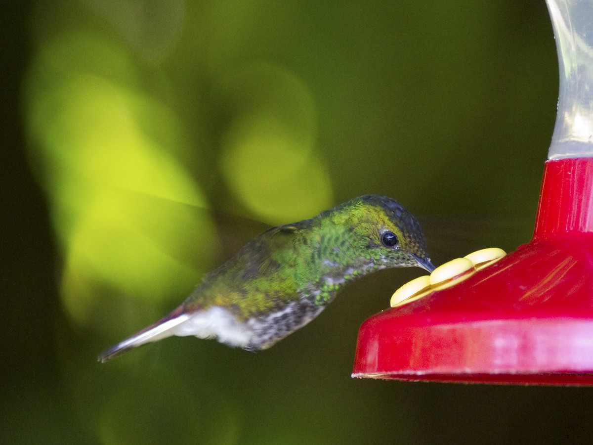 kolibřík měděnohlavý - ML350160281