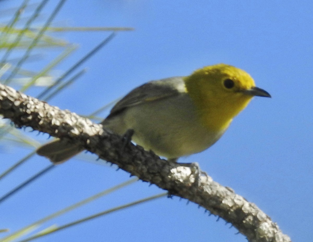 Yellow-headed Warbler - ML350164791
