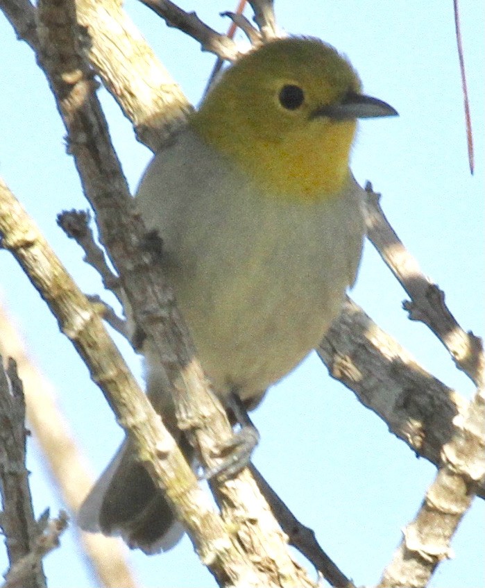 Yellow-headed Warbler - ML350164801