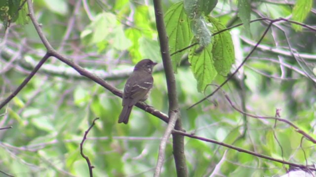 Thick-billed Seedeater - ML350165851