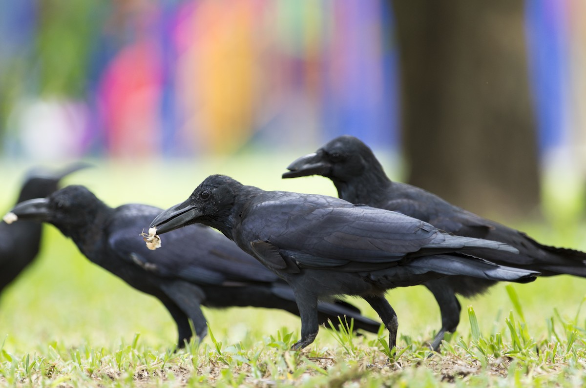 Large-billed Crow - David Valentin