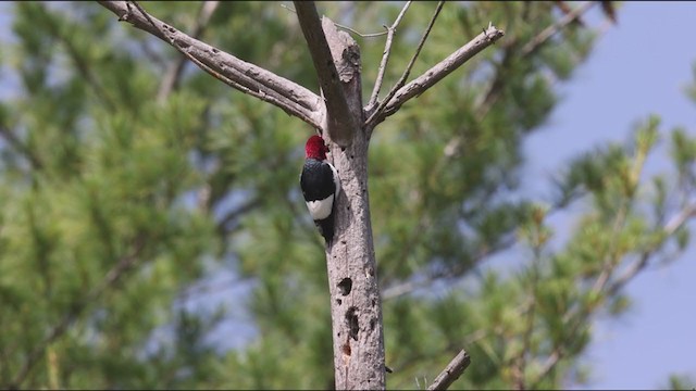 Red-headed Woodpecker - ML350167271