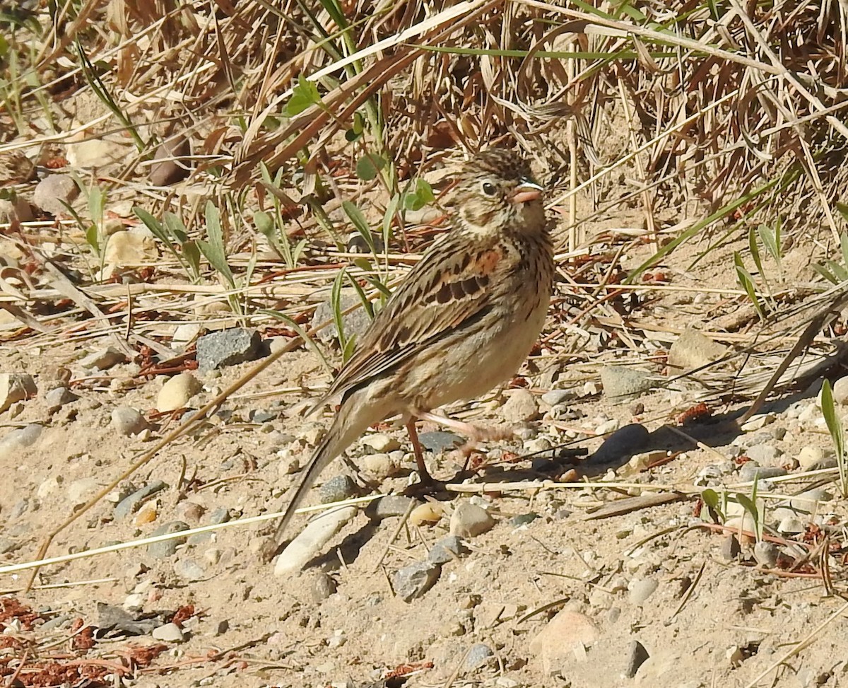 Vesper Sparrow - ML350168601