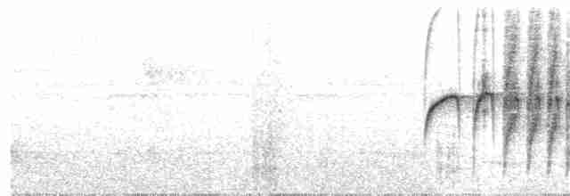 Weißzügel-Kleintyrann - ML350170271