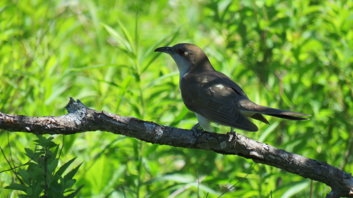 Black-billed Cuckoo - ML350175161