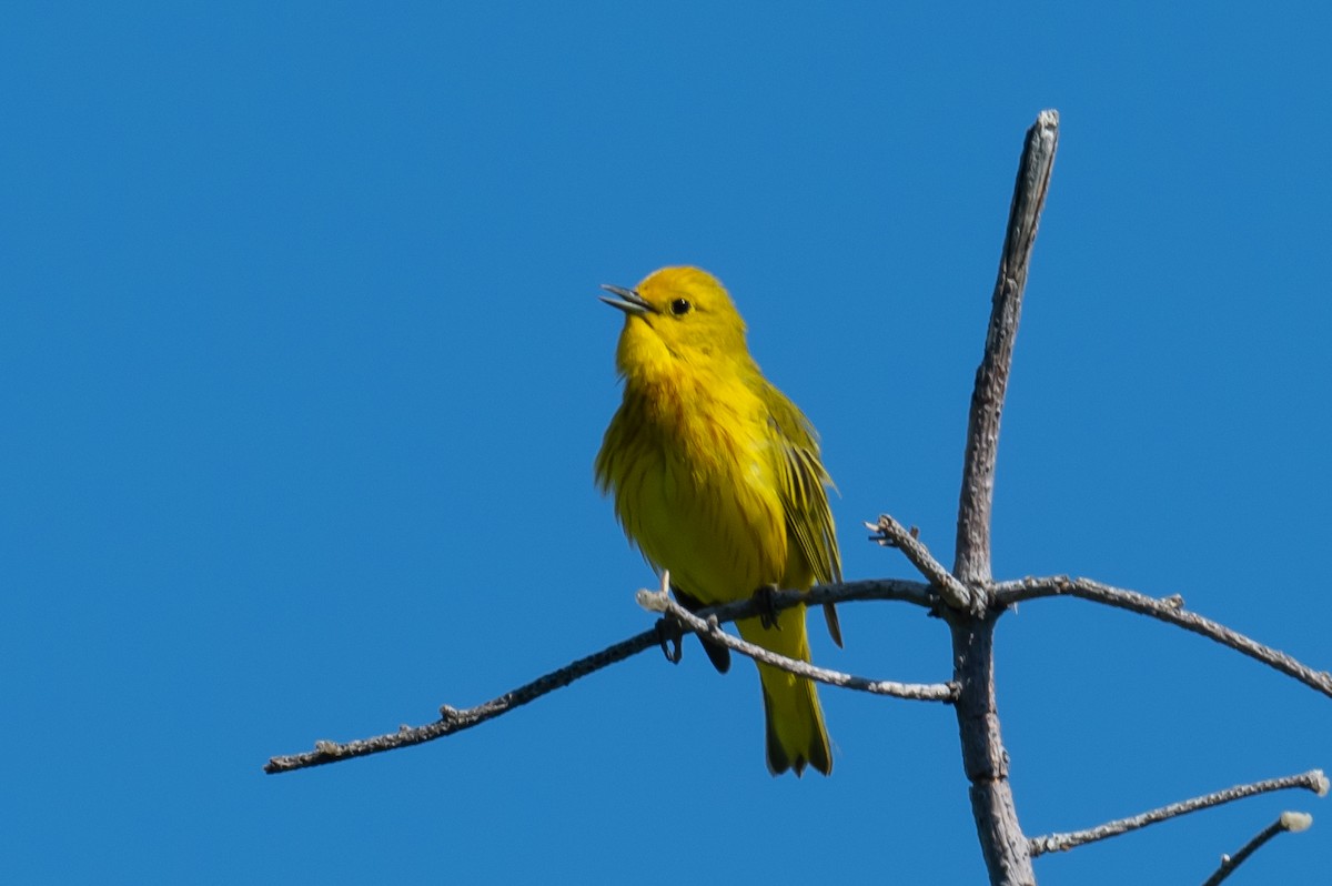 Yellow Warbler - ML350177811