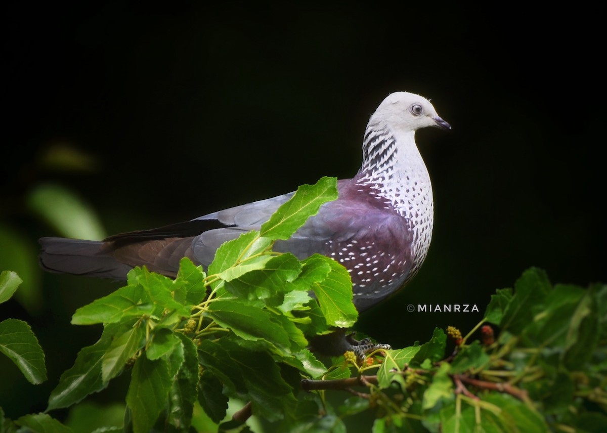 Speckled Wood-Pigeon - ML350178951