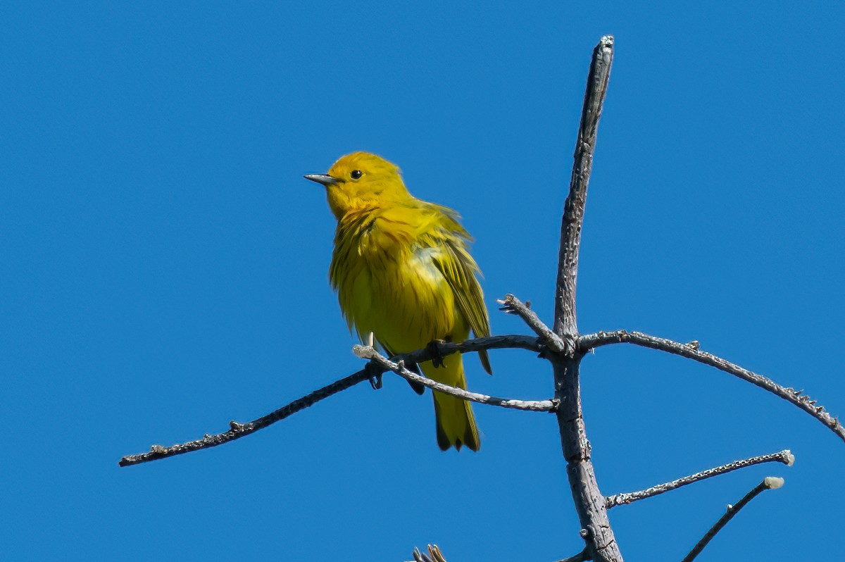 Yellow Warbler - ML350179201
