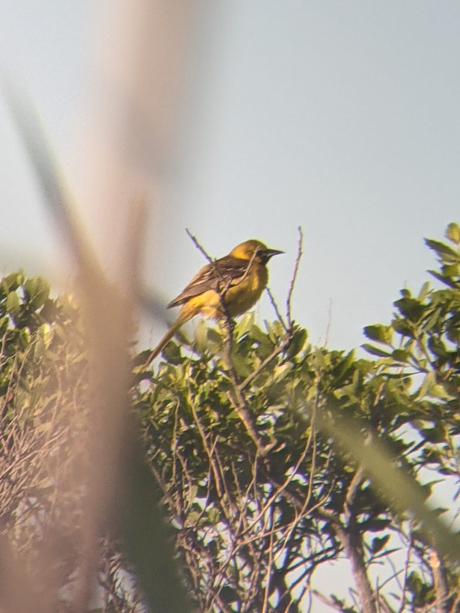 Orchard Oriole - ML350180471