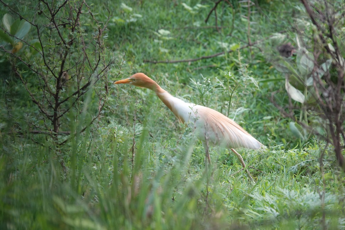 Eastern Cattle Egret - Stray Feather