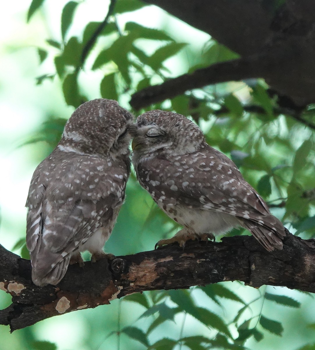 Spotted Owlet - ML350181231