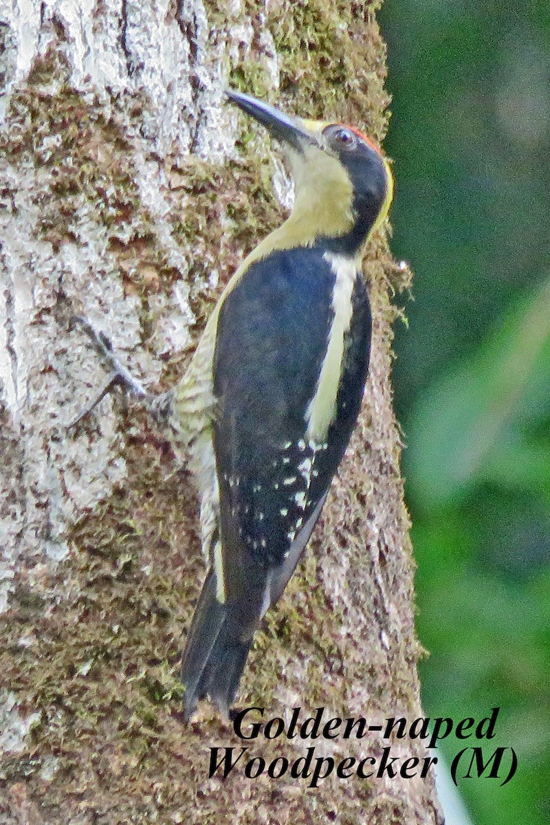 Golden-naped Woodpecker - Merrill Lester