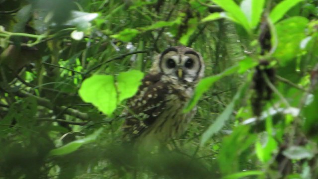 Fulvous Owl - ML350184621