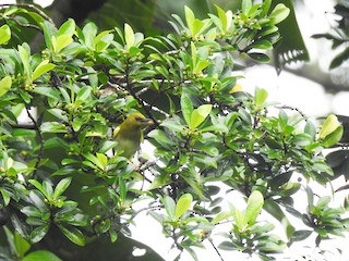  - Dark-eyed White-eye