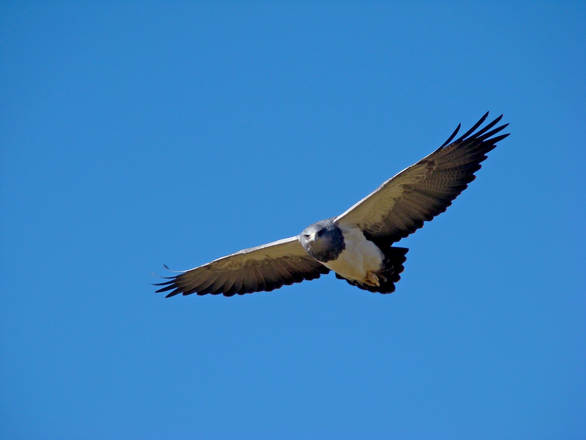 Black-chested Buzzard-Eagle - Alasco López