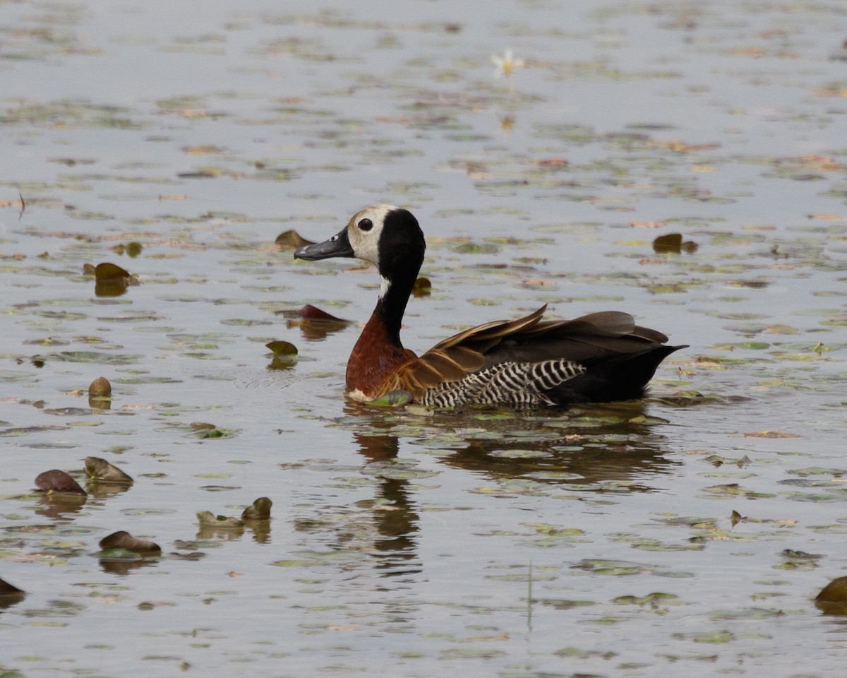 White-faced Whistling-Duck - Silvia Faustino Linhares