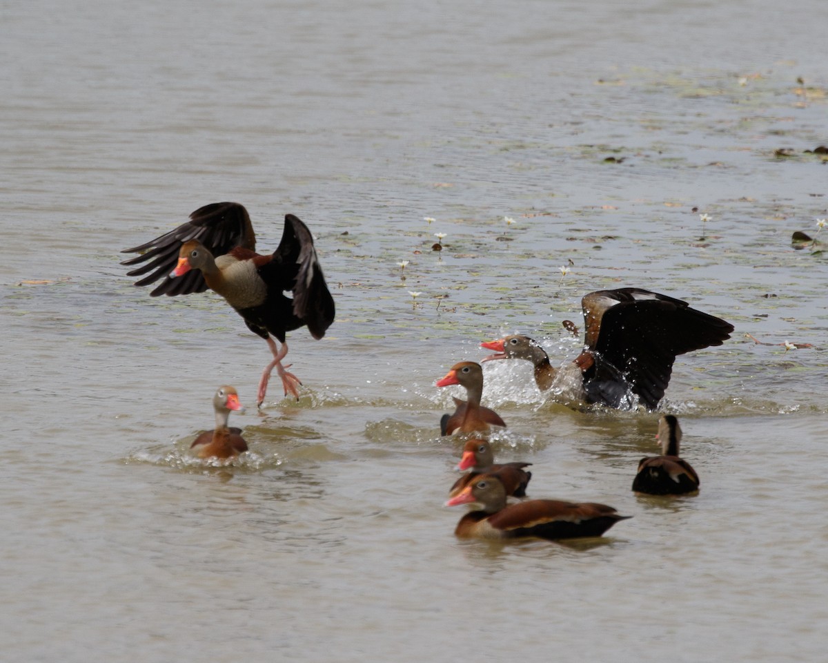 Black-bellied Whistling-Duck - Silvia Faustino Linhares