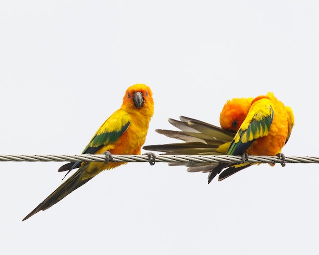 Definitive Basic Sun Parakeets. - Sun Parakeet - 