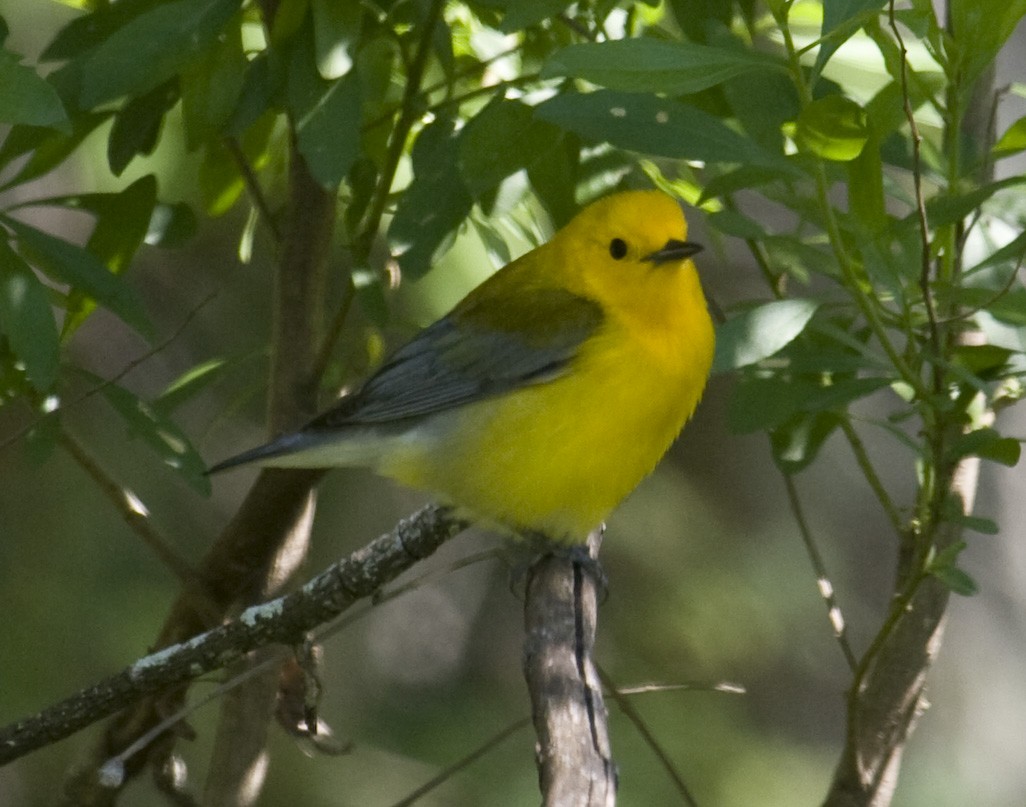 Prothonotary Warbler - ML35018981