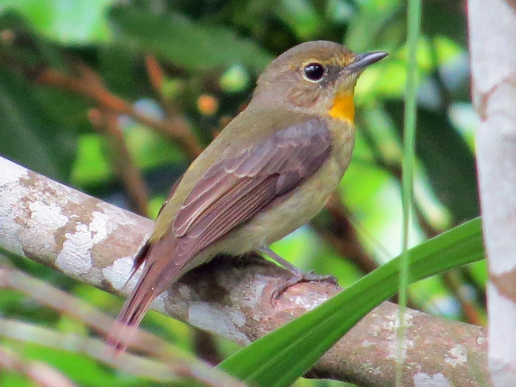 リュウキュウキビタキ Ebird