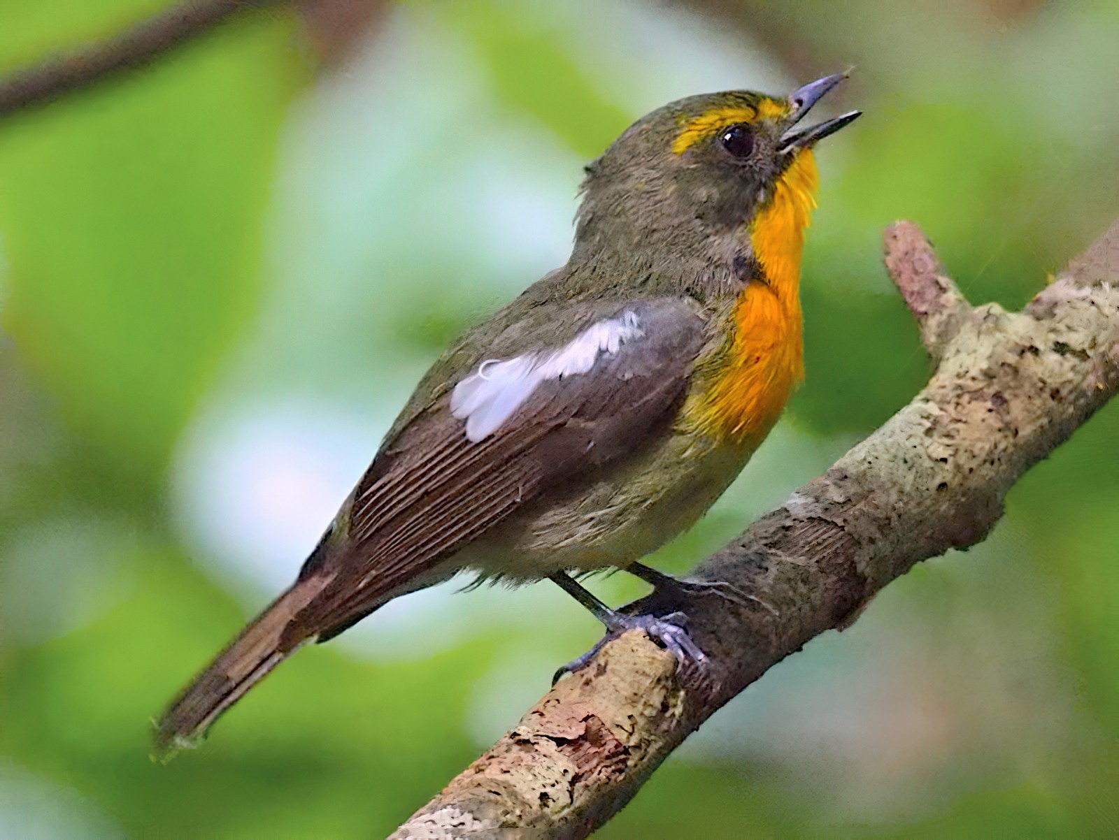 リュウキュウキビタキ Ebird