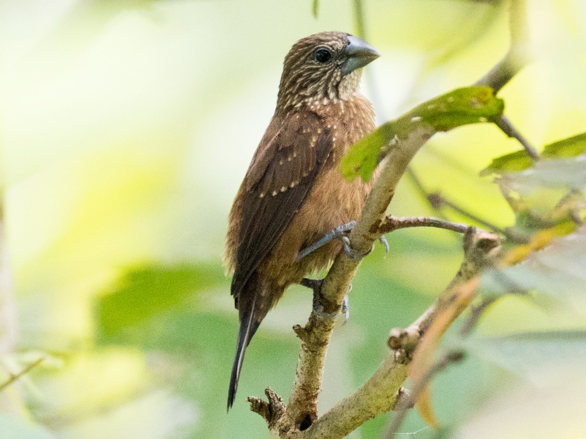 White-spotted Munia - Mayrimunia leucosticta - Birds of the World