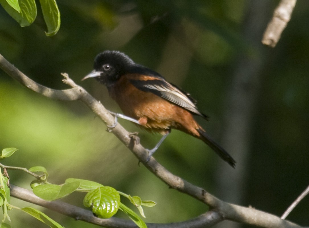 Orchard Oriole - ML35019631
