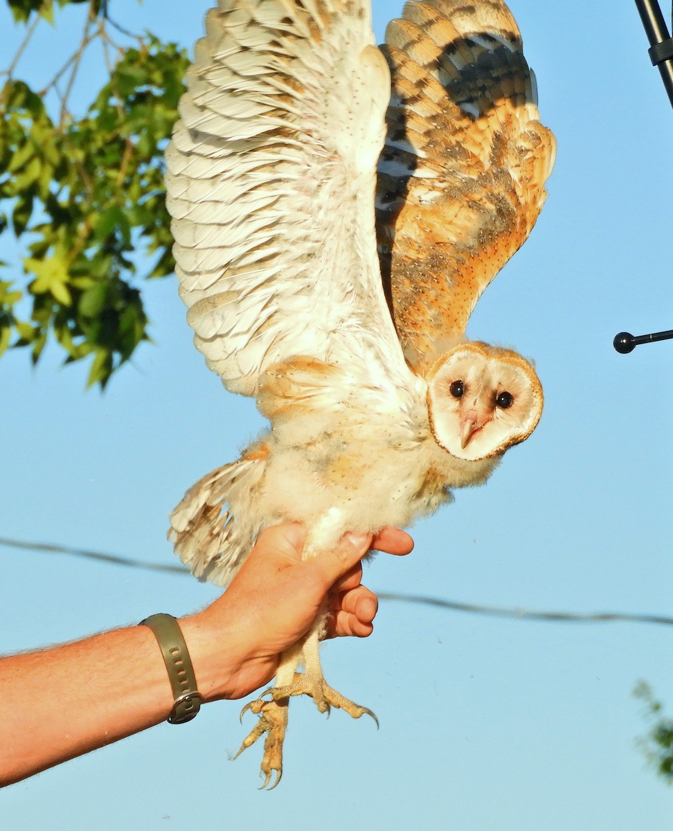 Barn Owl - ML350196681