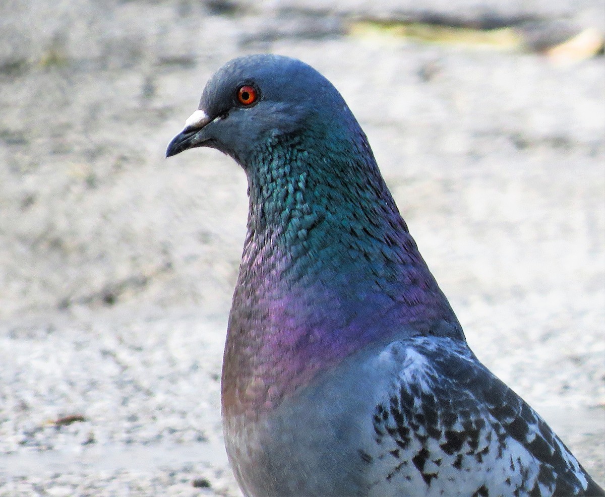 Rock Pigeon (Feral Pigeon) - ML350197151