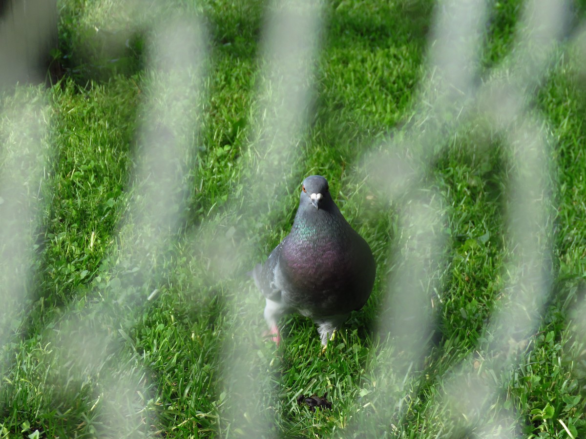 Rock Pigeon (Feral Pigeon) - ML350197161