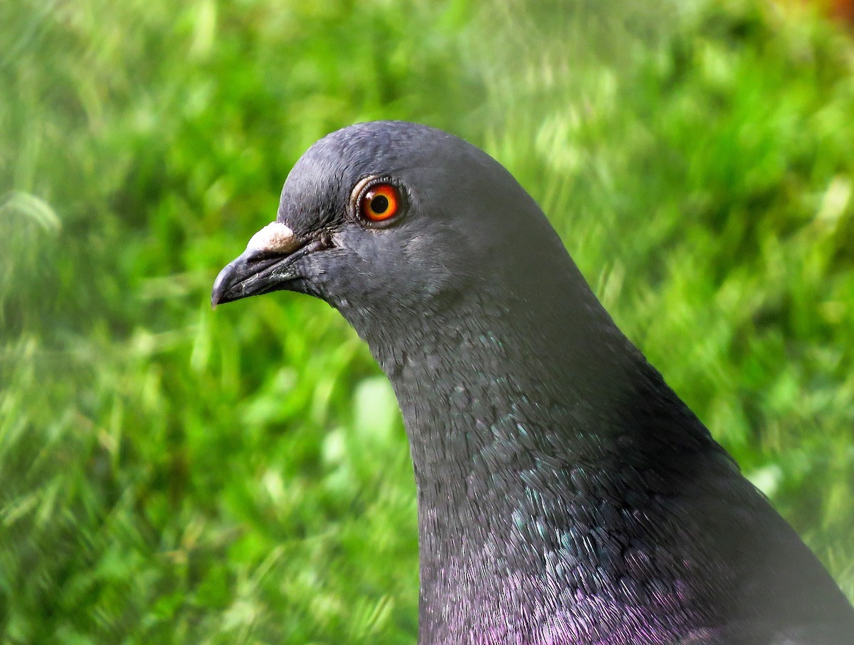 Rock Pigeon (Feral Pigeon) - ML350197171