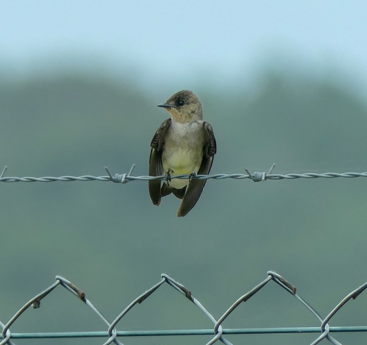 Southern Rough-winged Swallow - ML350198001
