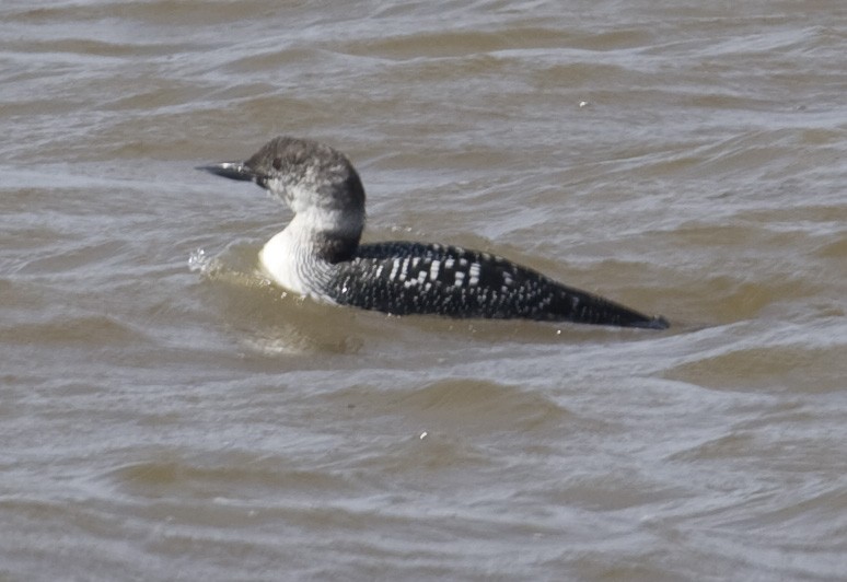 Common Loon - Geoff Hill