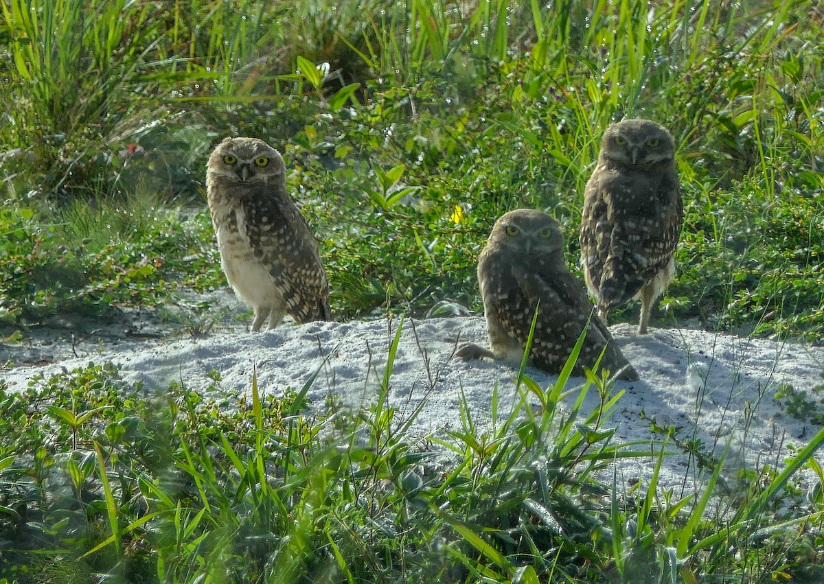 Burrowing Owl - Randall Siebert