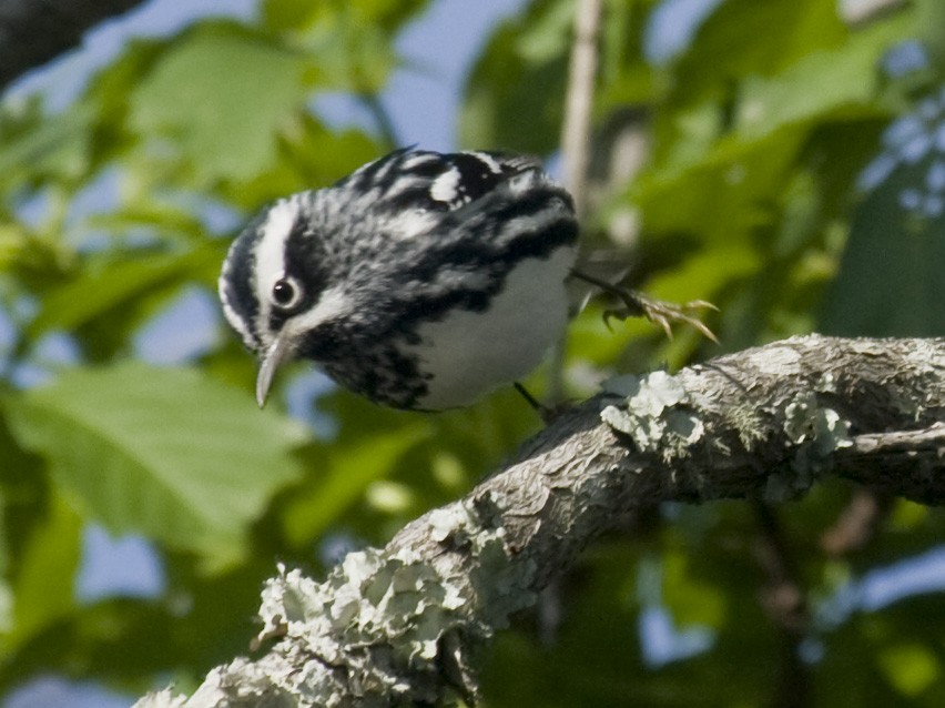 Black-and-white Warbler - ML35020051